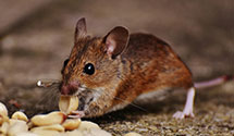 24 Hour & Emergency Exterminators in Fisherville, TN